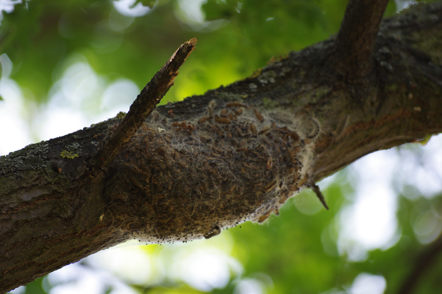 eichenprozessionsspinner eps nest