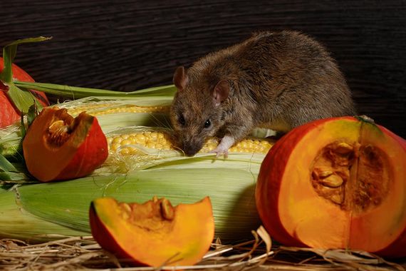 Ratten als Gesundheitsschädlinge - Enviro Pest Control GmbH