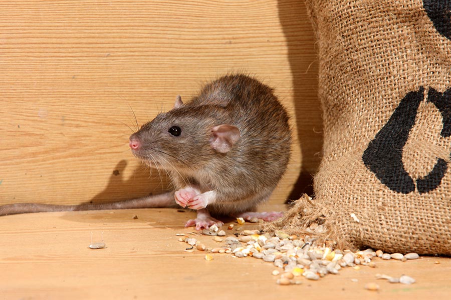 Ratten als Imageschädlinge - Enviro Pest Control GmbH