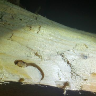 Holzwurm in Holz gefunden